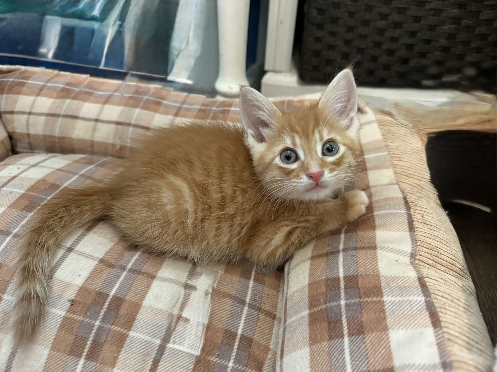 Sawdust (available for pre-adoption)