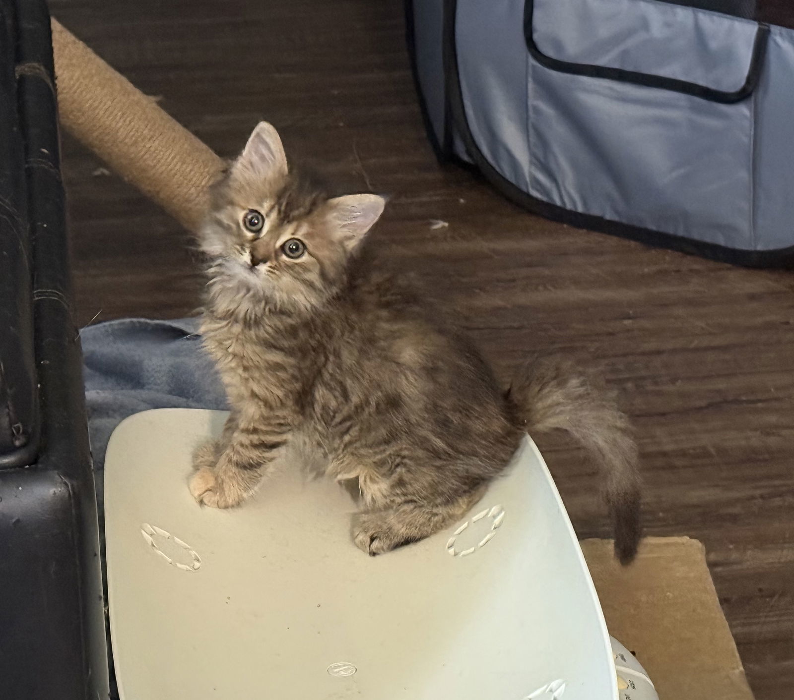 Disco Ball (available for pre-adoption)