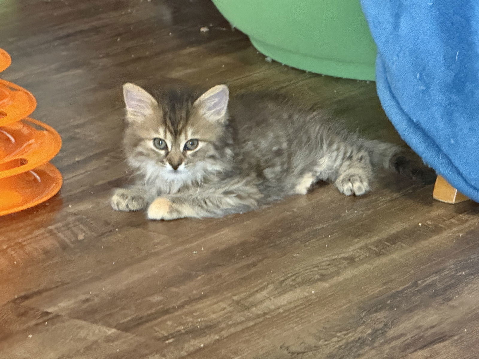 Disco Ball (available for pre-adoption)