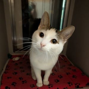 Sampson