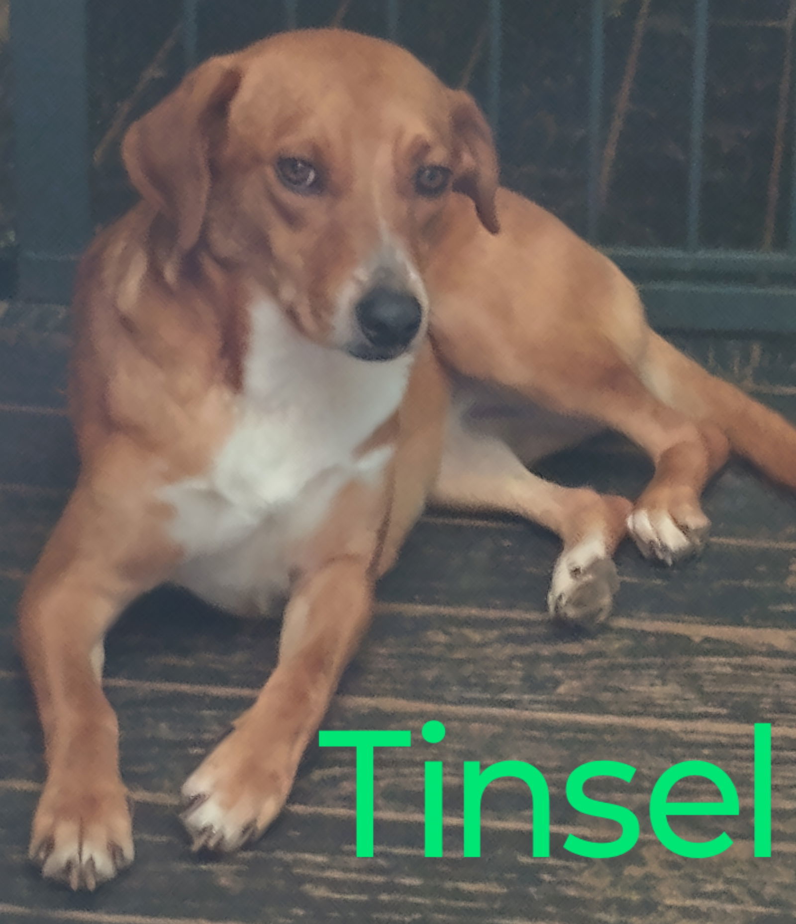 Tiny Tinsel