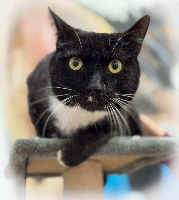 Romeo2**adopted**