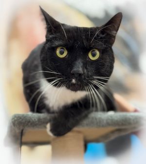 Romeo2**adopted**