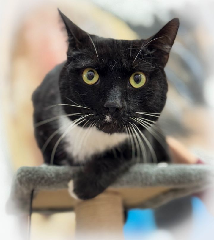 Romeo2**adopted** 1