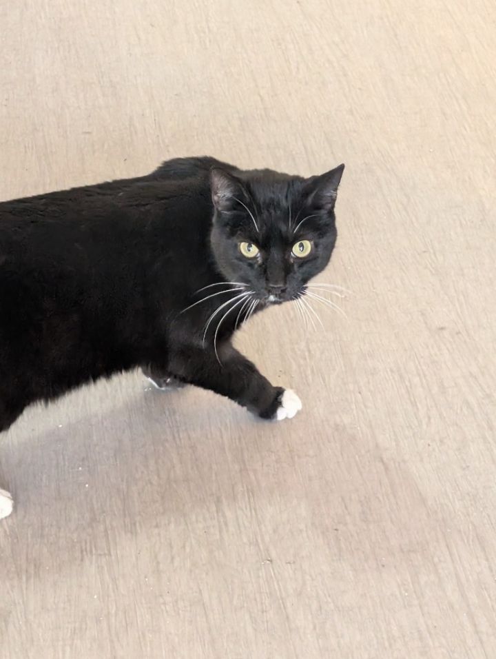 Romeo2**adopted** 2