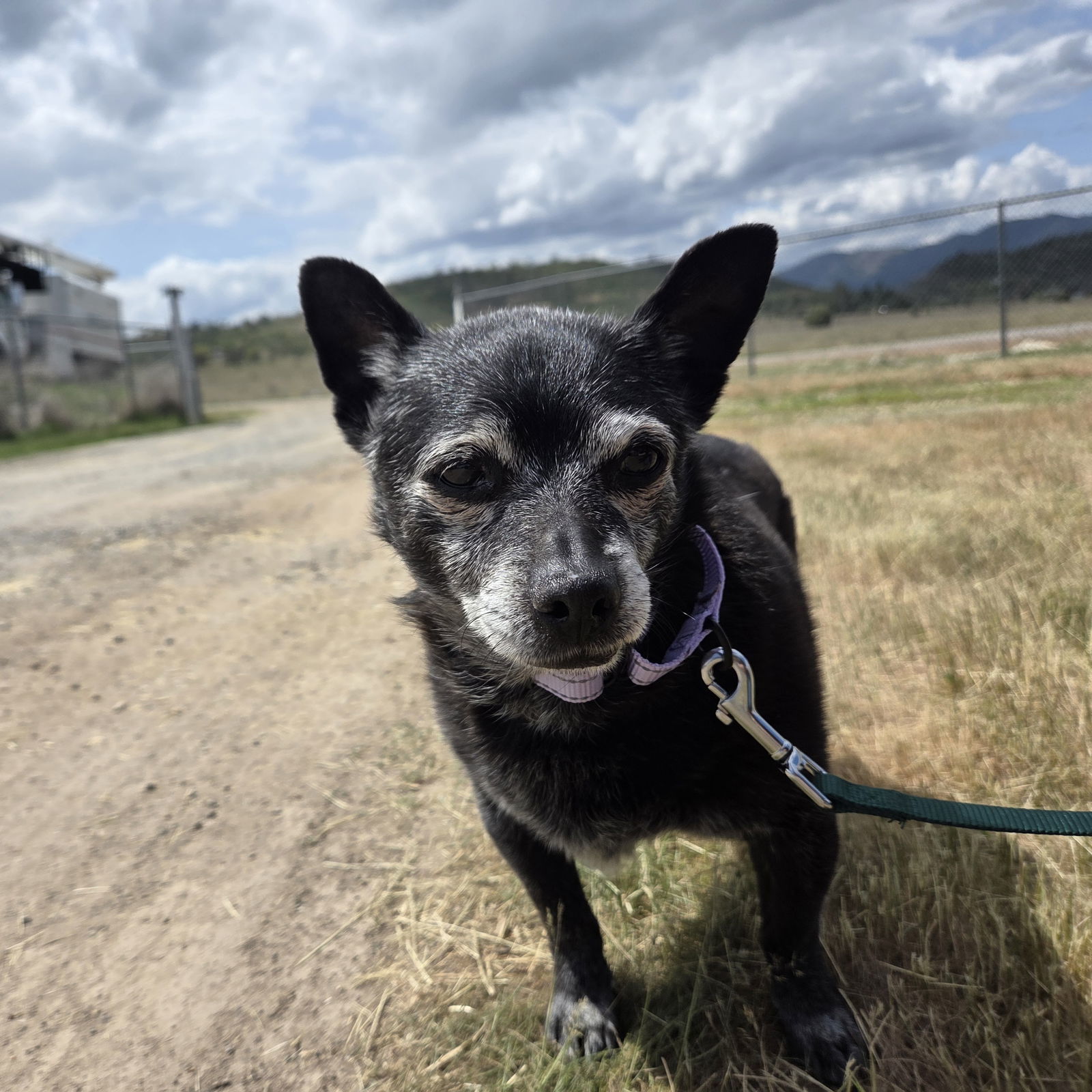 Chance, an adoptable Schipperke in Yreka, CA, 96097 | Photo Image 1
