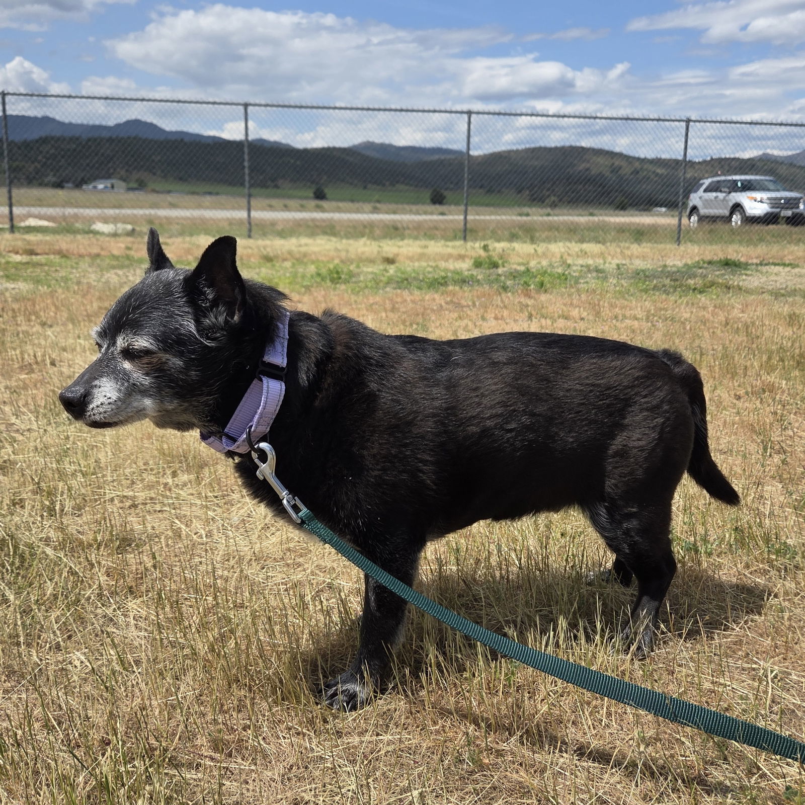 Chance, an adoptable Schipperke in Yreka, CA, 96097 | Photo Image 2