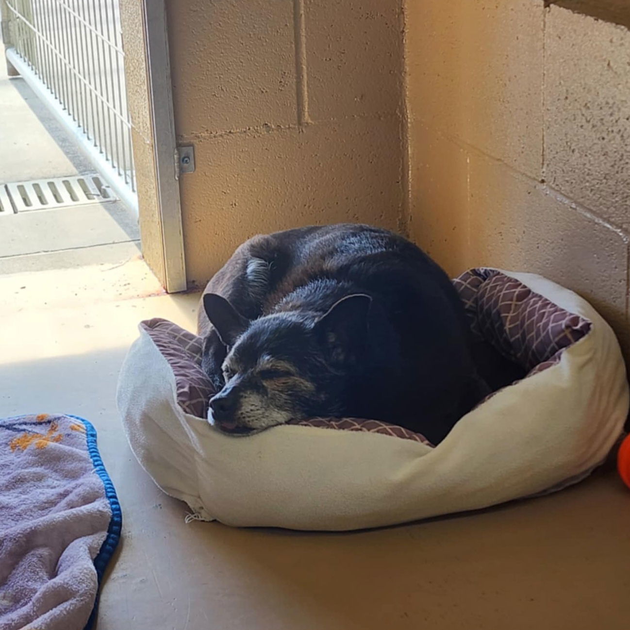 Chance, an adoptable Schipperke in Yreka, CA, 96097 | Photo Image 3