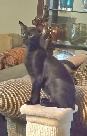 Montana, Young Male Manx