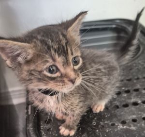 Galahad, Baby Male Tabby