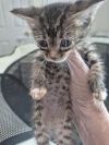 Galahad photo 2