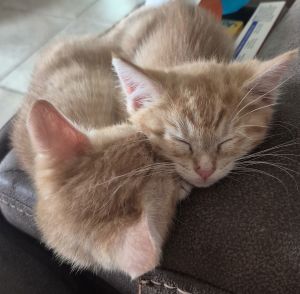 Gardenia, Baby Female Tabby