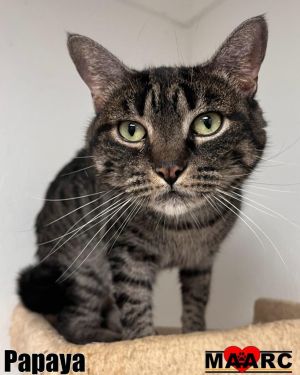 Meet Papaya Papaya is sweet mellow and full of sunshine This 4-year-old tabby girl is a cuddle c