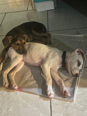 KAYA brownblack pup and his brother Tyson were recently rescued from the beach in St Lucia They 