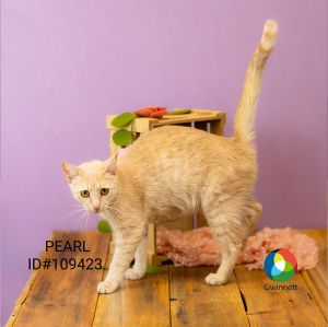 Primary Color Buff Weight 8lbs Age 1yrs 1mths 2wks