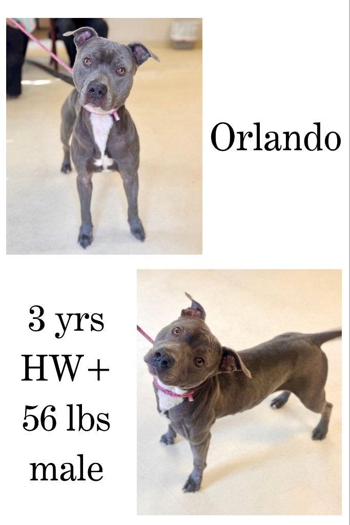 Orlando