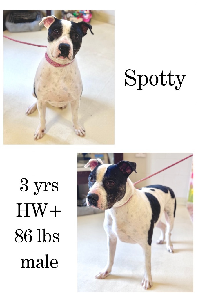 Spotty