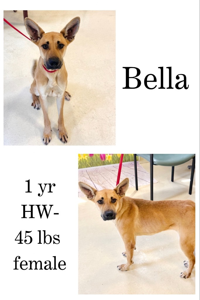 Bella
