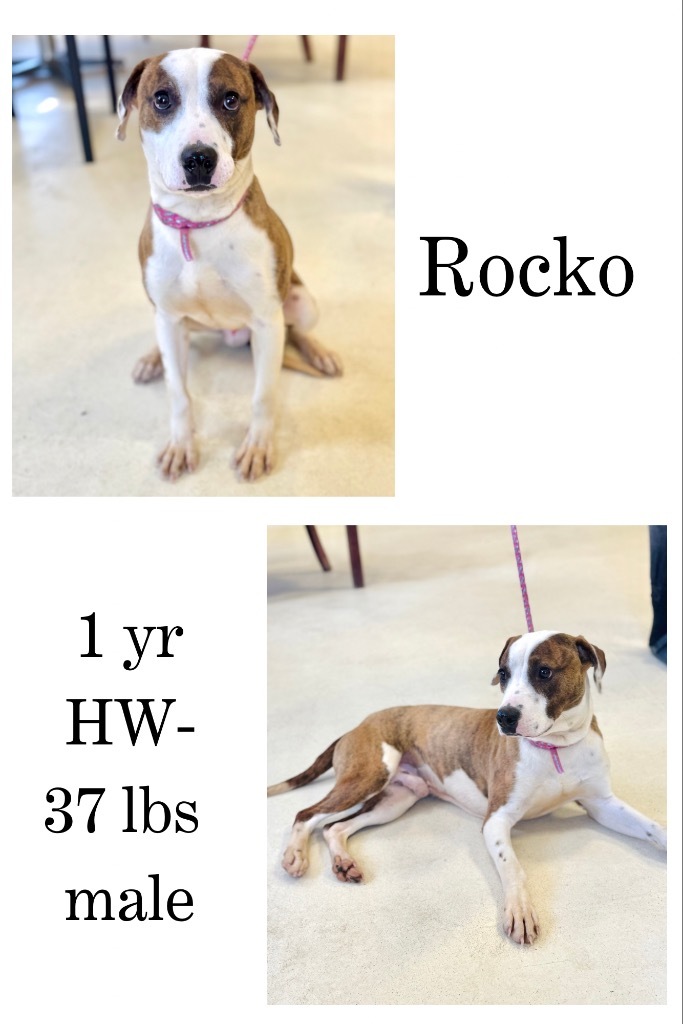 Rocko
