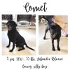 Comet ( aka Thrasher) photo 1