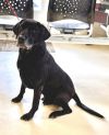 Comet ( aka Thrasher) photo 2