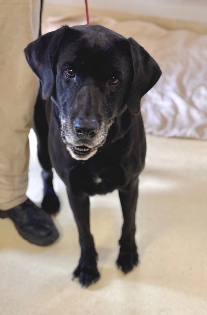 Comet ( aka Thrasher)