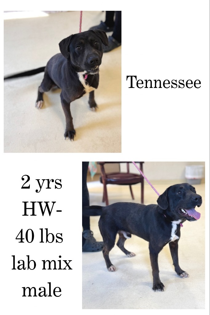 Tennessee