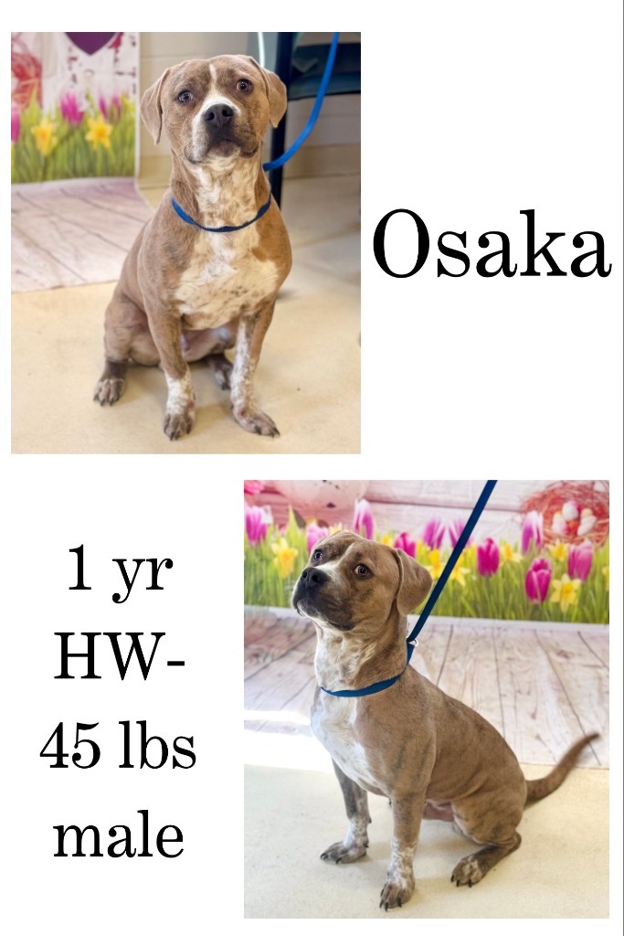 Osaka