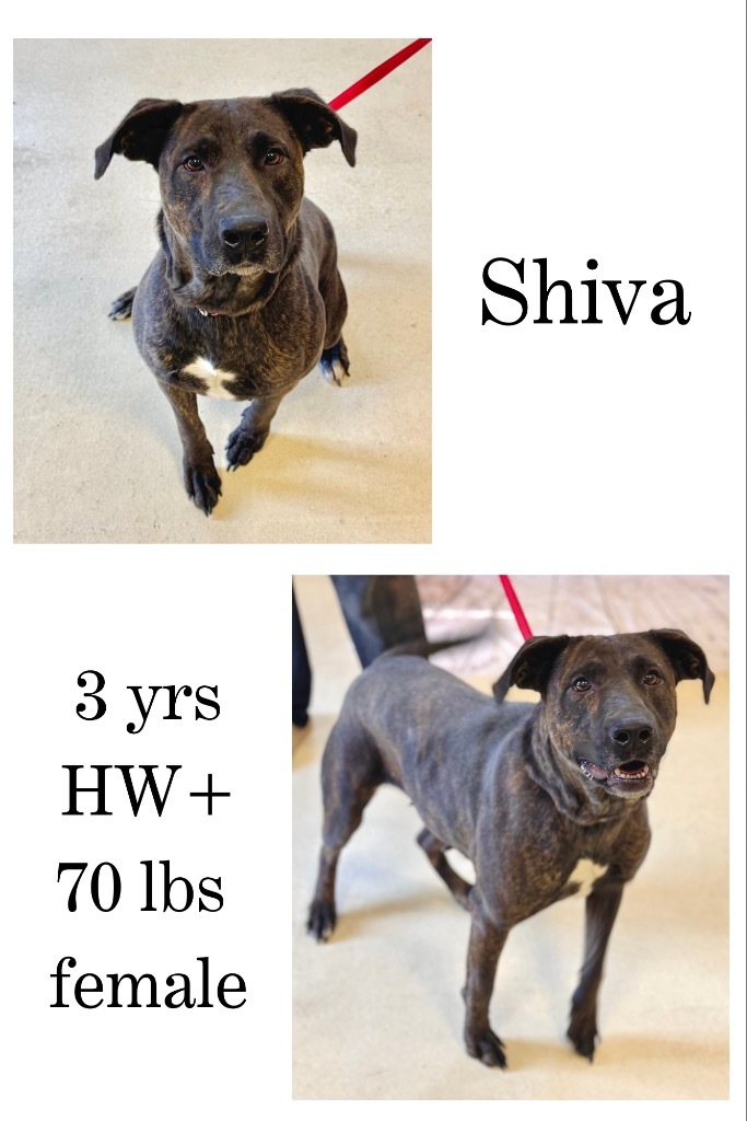 Shiva