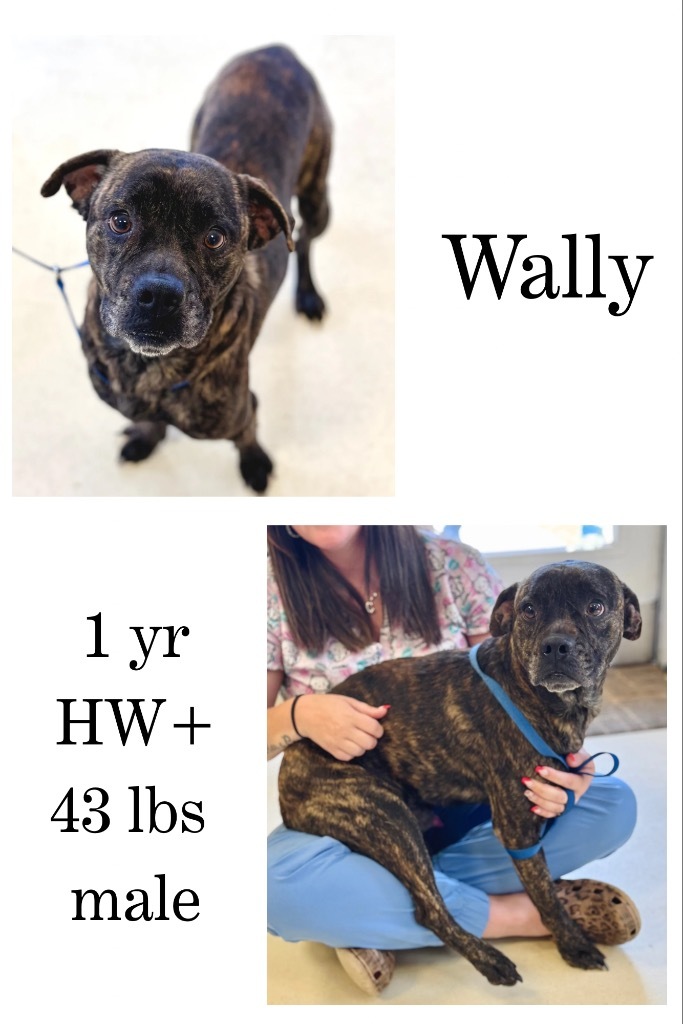 Wally