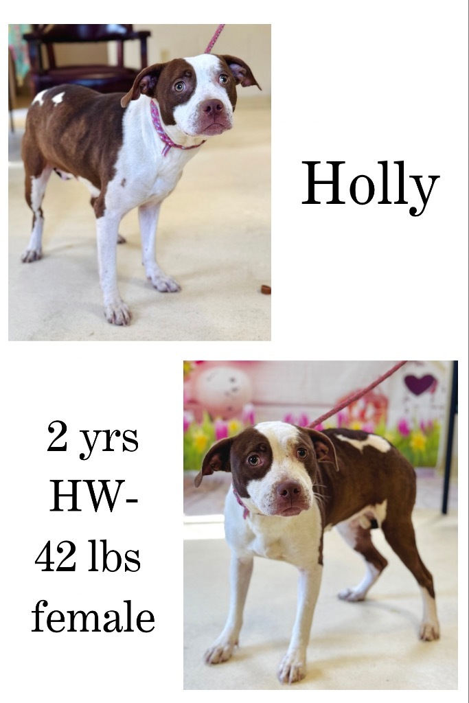Holly