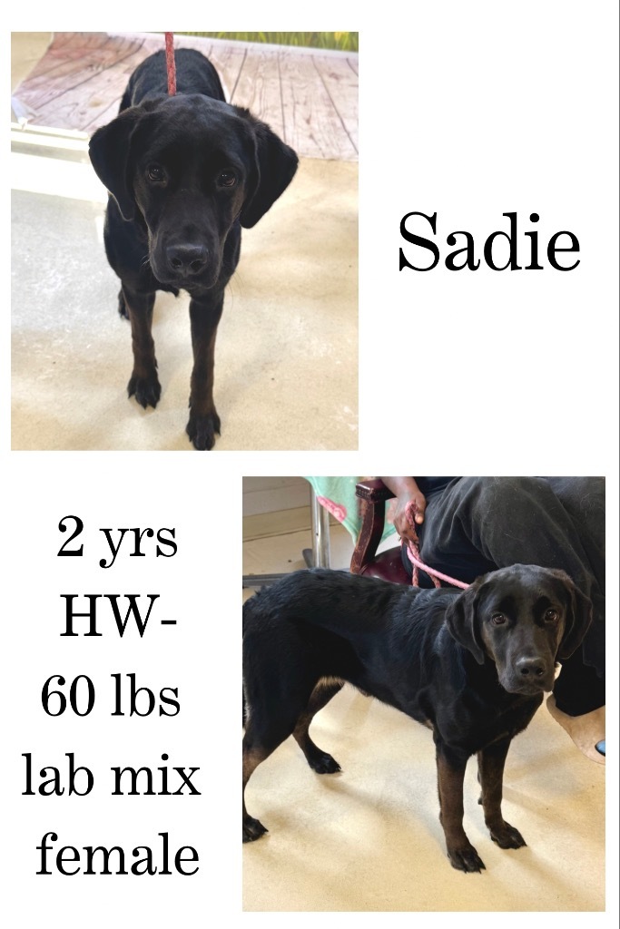 Sadie