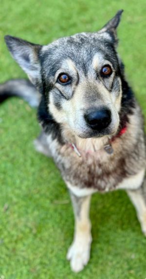 Hi there Im Lobo Thats right because I look like a timber wolf But Im as sweet as can be