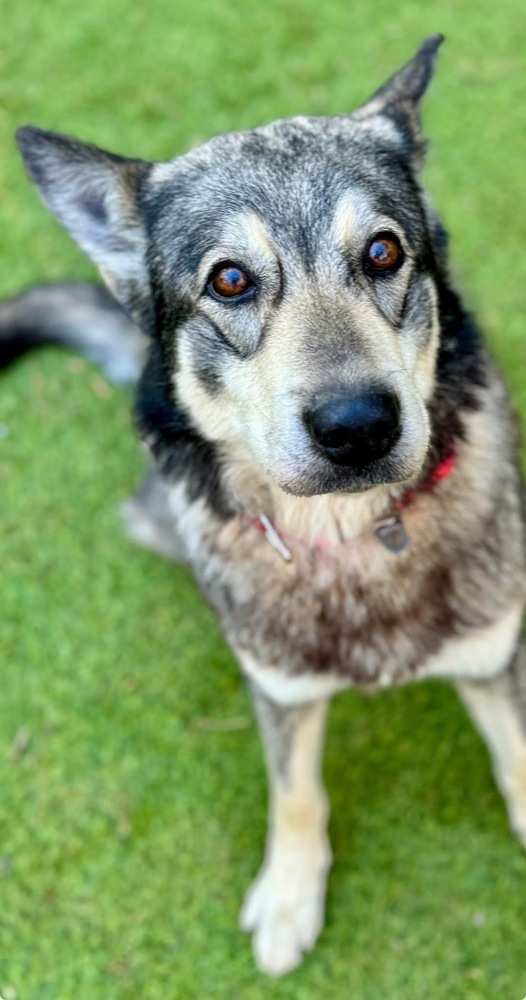Lobo