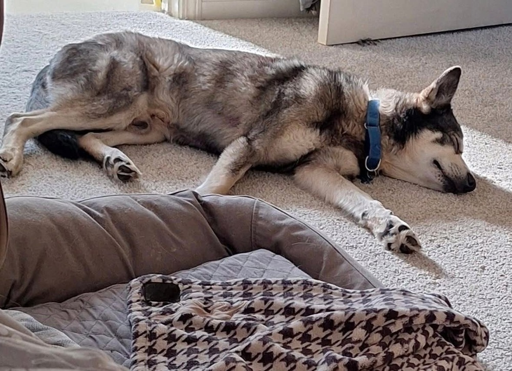 Lobo