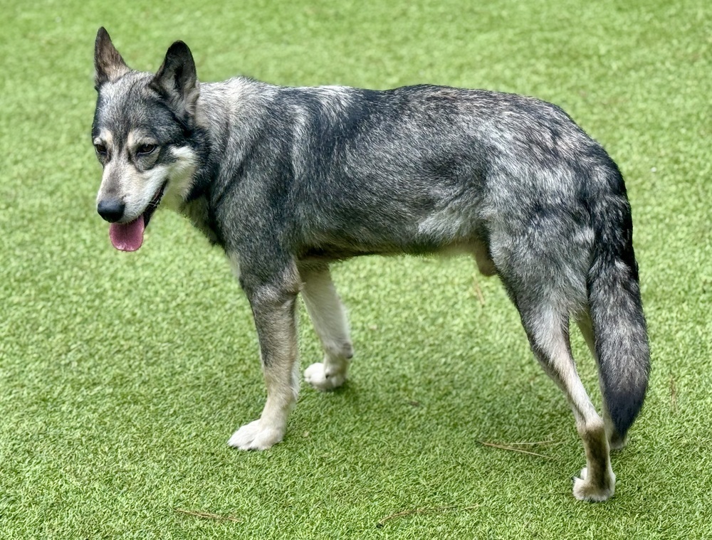 Lobo
