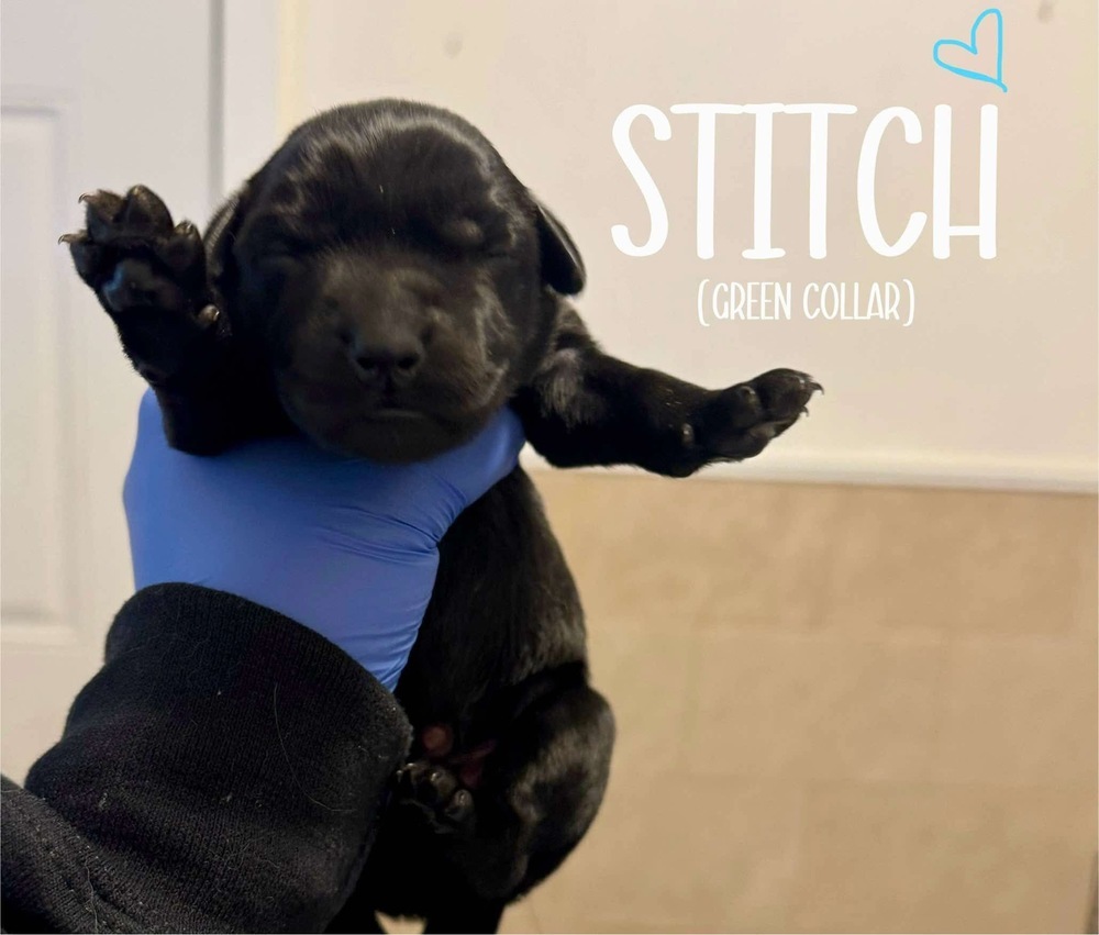 STITCH