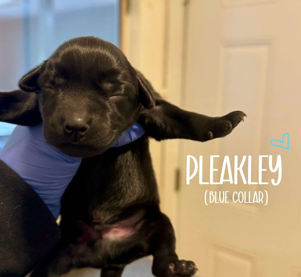 PLEAKLY