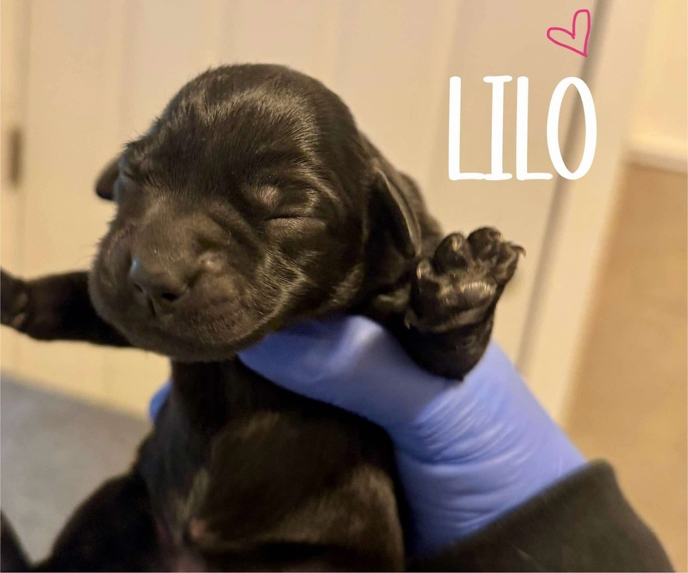 LILO