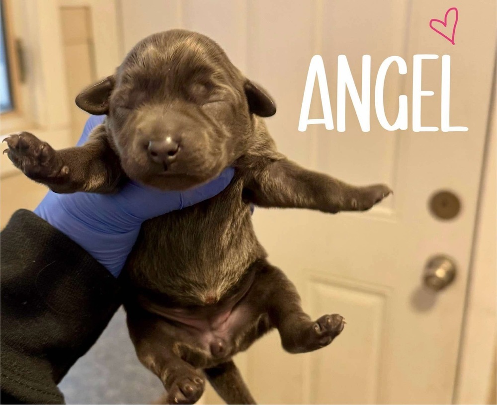 ANGEL