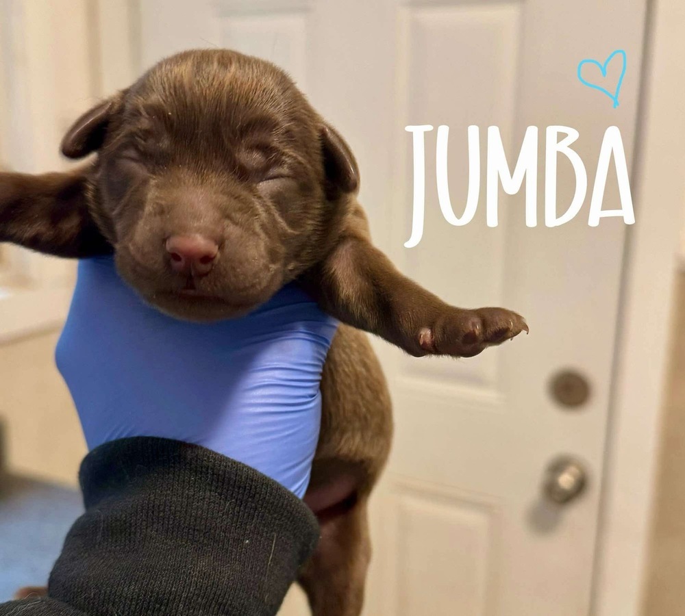 JUMBA