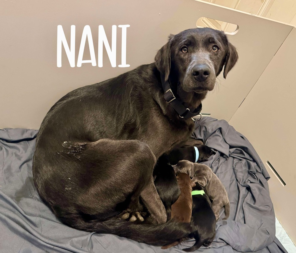 NANI