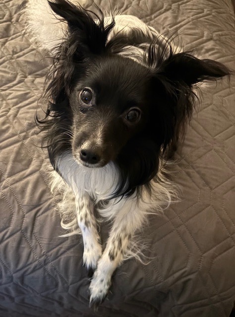 RUDY, an adoptable Papillon in Dallas, PA, 18612 | Photo Image 2