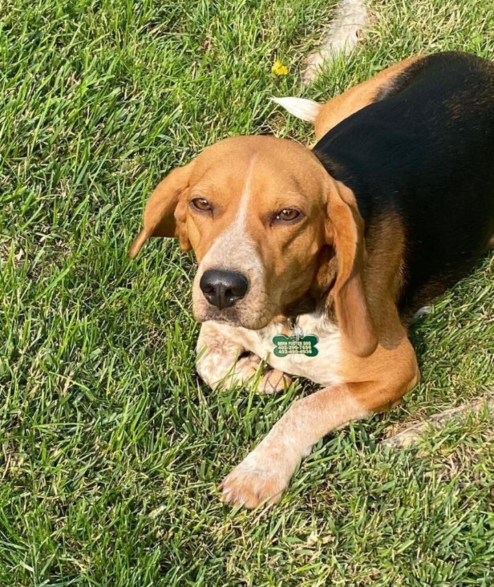 Star - Fostered in Omaha 1