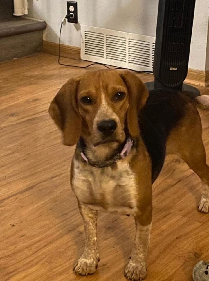 Star - Fostered in Omaha 2