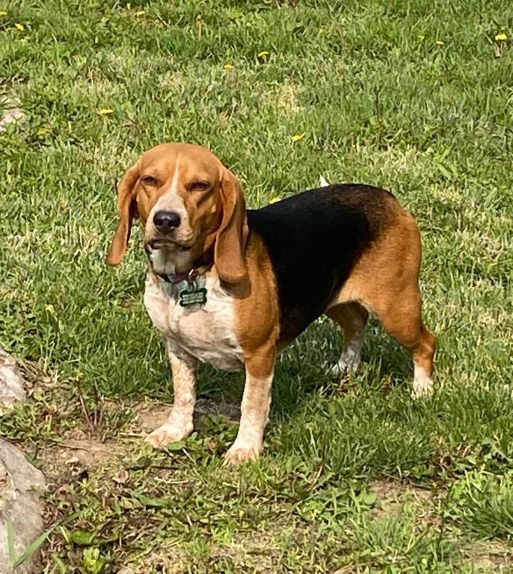 Star - Fostered in Omaha 3