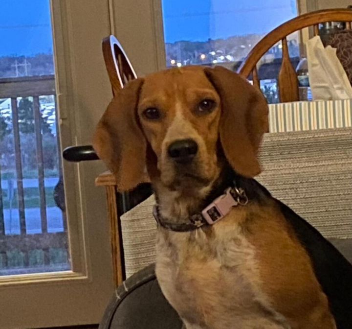 Star - Fostered in Omaha 4