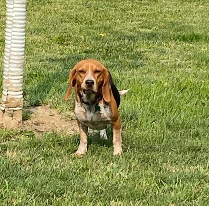 Star - Fostered in Omaha 5