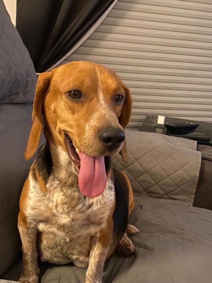 Star - Fostered in Omaha 6