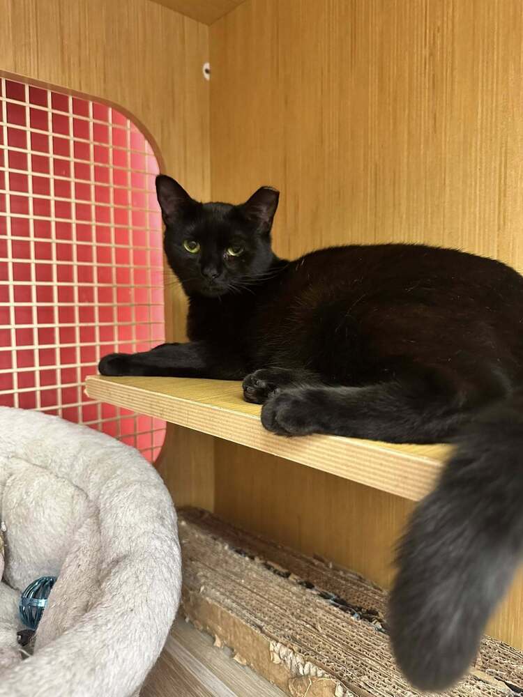 Kammie *Featured at the Petco in Columbia, MD*